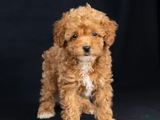 Toy Poodle dogs for sale: Esther - Ad 2