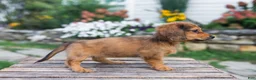 Miniature Dachshund dogs for sale: Honey - Ad 3