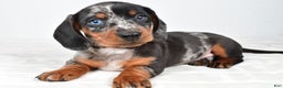 Miniature Dachshund dogs for sale: Theo - Ad 5
