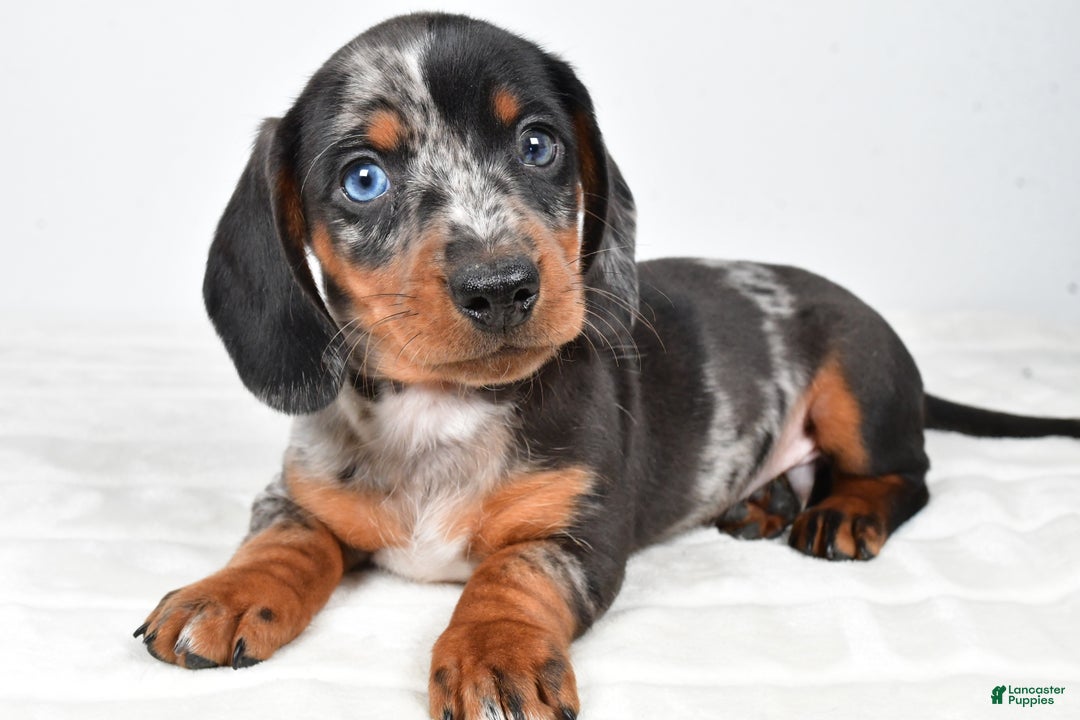 Miniature Dachshund dogs for sale: Theo - Ad 5