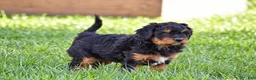 Mixed Breed dogs for sale: Samson - Mini Bernedoodle - Ad 6