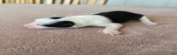Border Collie dogs for sale: Gordy - Ad 2