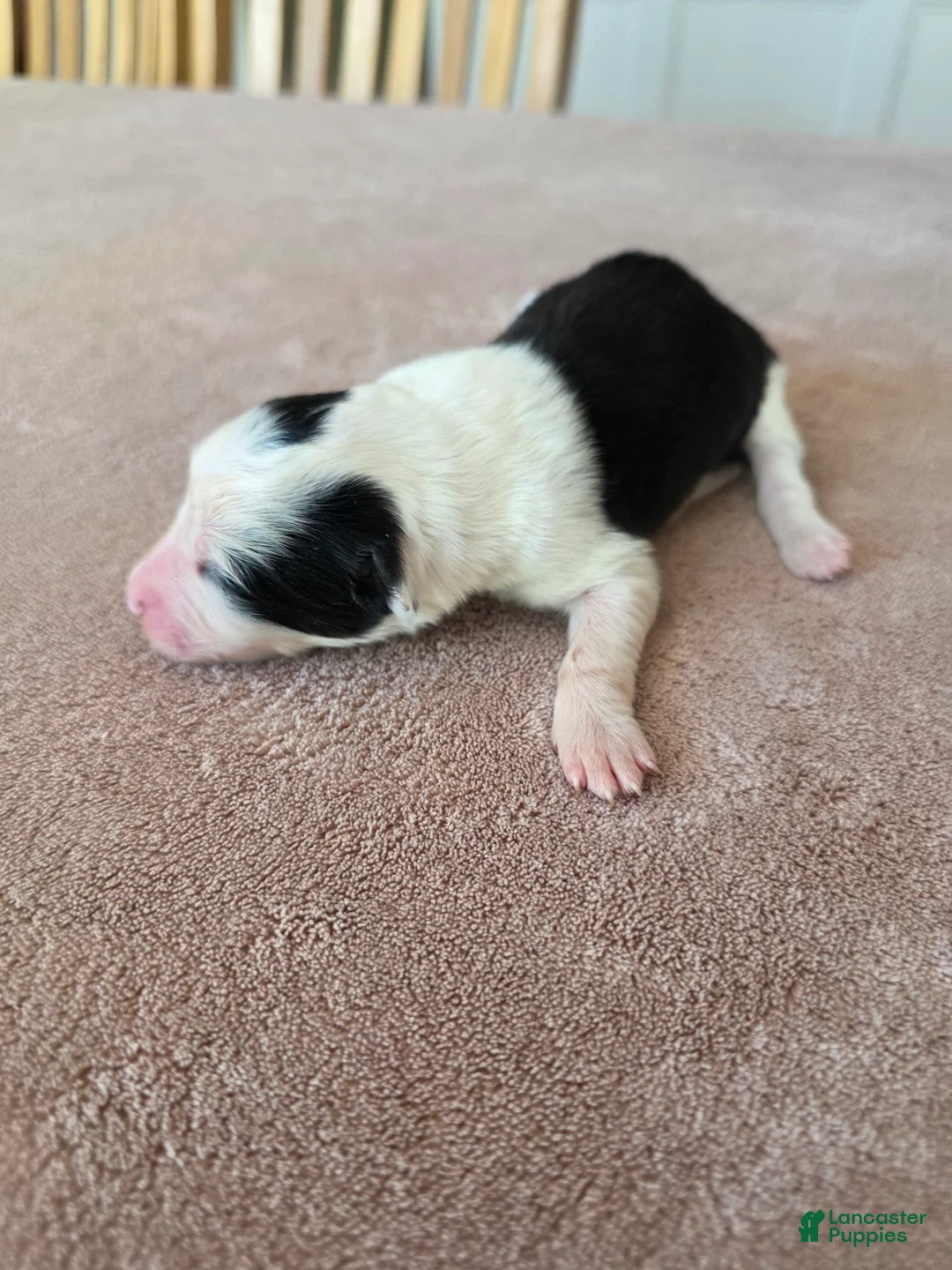 Border Collie dogs for sale: Gordy - Ad 2