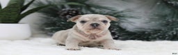 French Bulldog dogs for sale: Major - Ad 7
