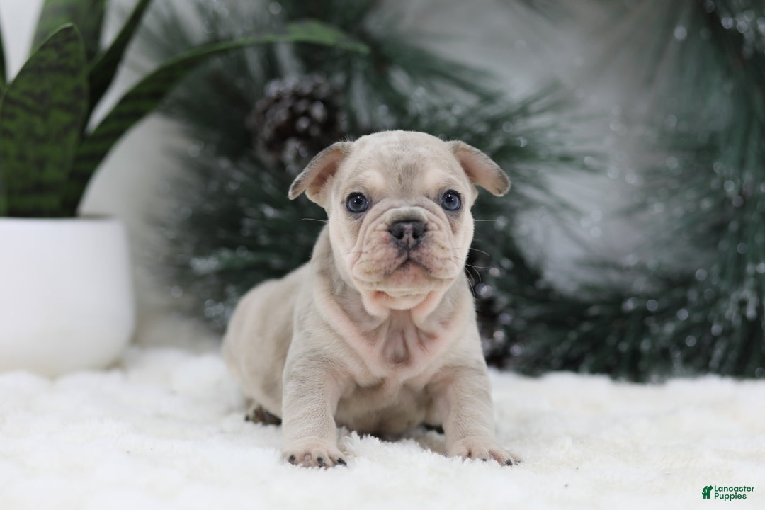 French Bulldog dogs for sale: Major - Ad 7