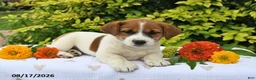 Mixed Breed dogs for sale: Diesel - Ad 1