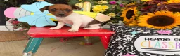 Jack Russell Terrier dogs for sale: Beauty - Ad 5