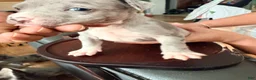 Mixed Breed dogs for sale: radio - Ad 5