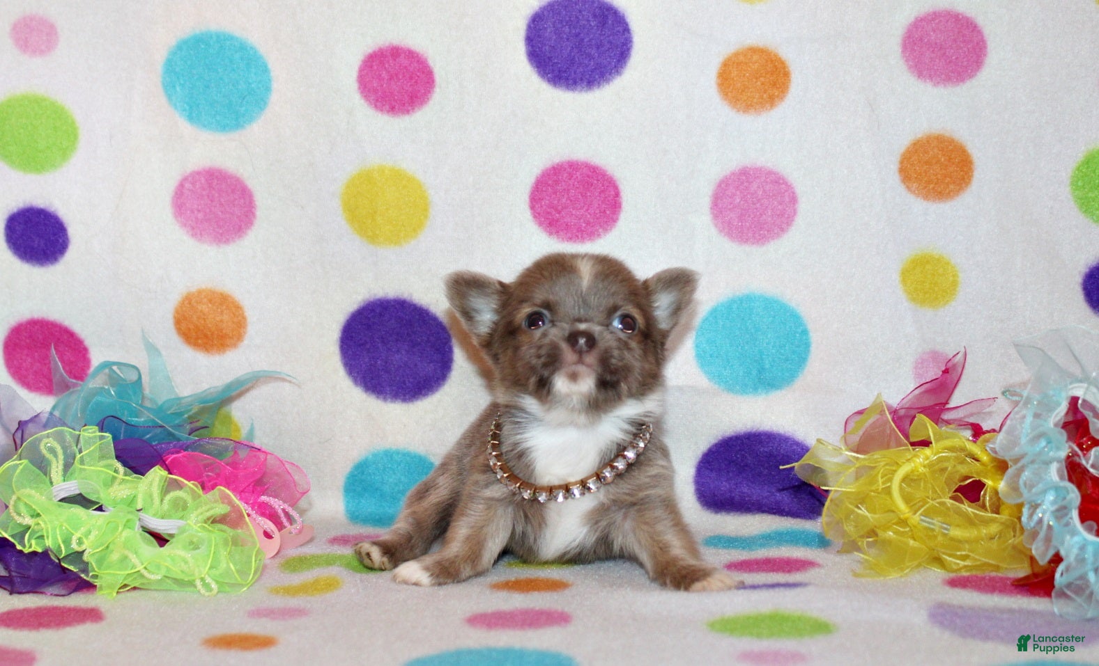 Chihuahua dogs Parker - Ad 38