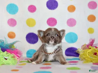 Chihuahua dogs Parker - Ad 20