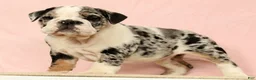 English Bulldog dogs for sale: Blue Jazz - Ad 1