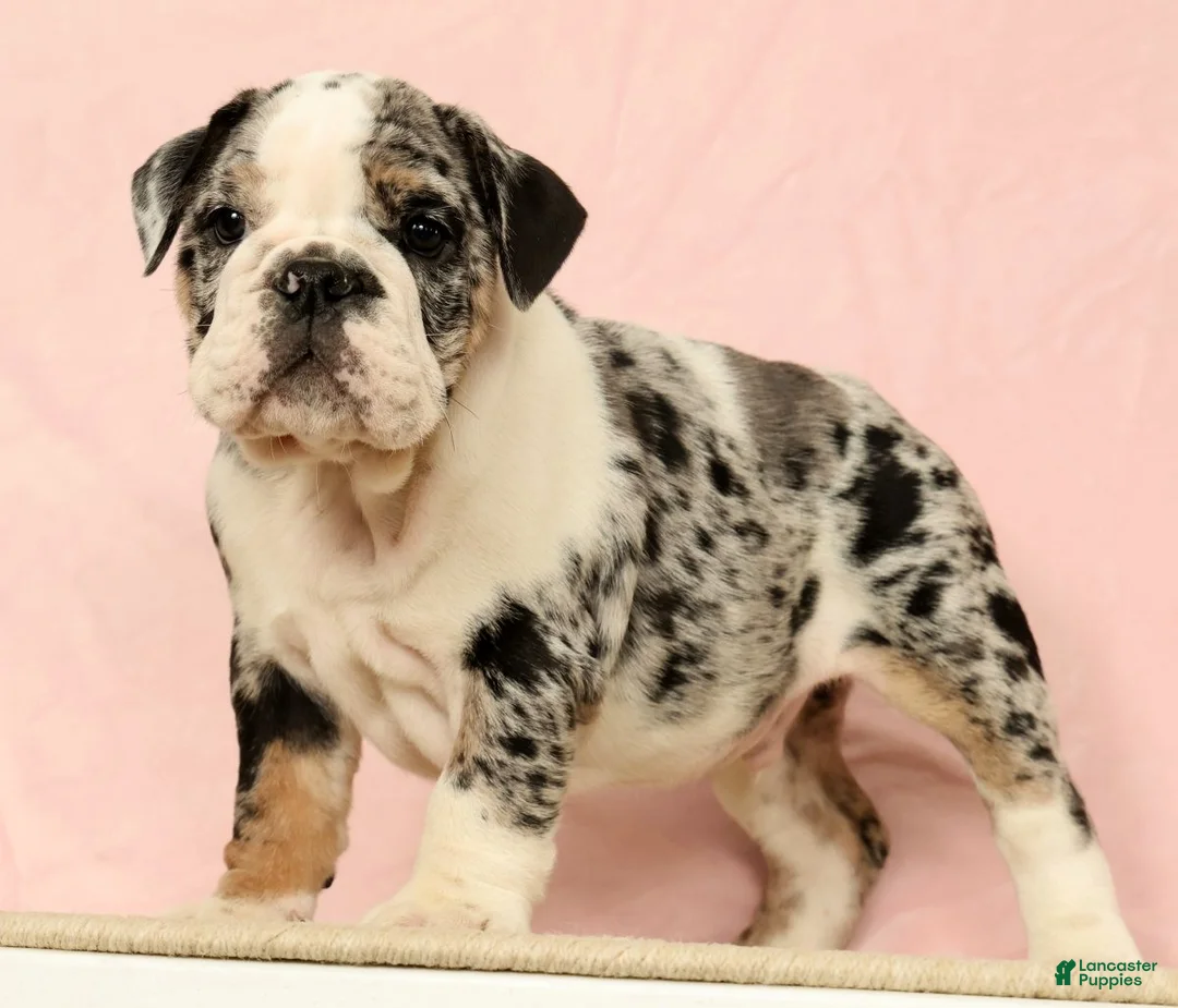 English Bulldog dogs for sale: Blue Jazz - Ad 1