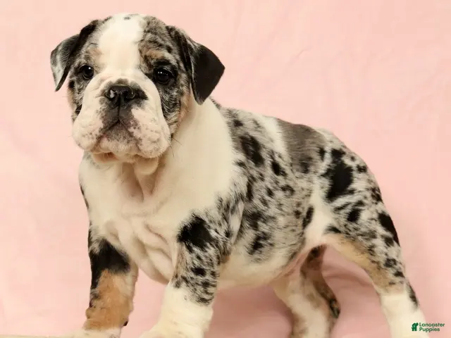 English Bulldog dogs for sale: Blue Jazz - Ad 1