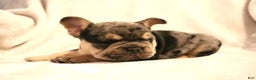 French Bulldog dogs for sale: Bear - Ad 2