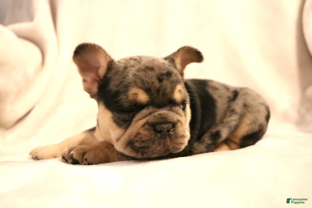 French Bulldog dogs for sale: Bear - Ad 2