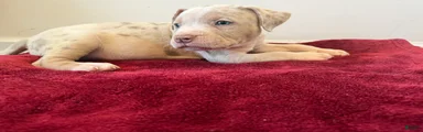 American Bully 3