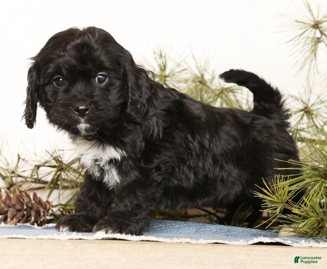 Cavapoo dogs for sale: Sasha - Ad 5