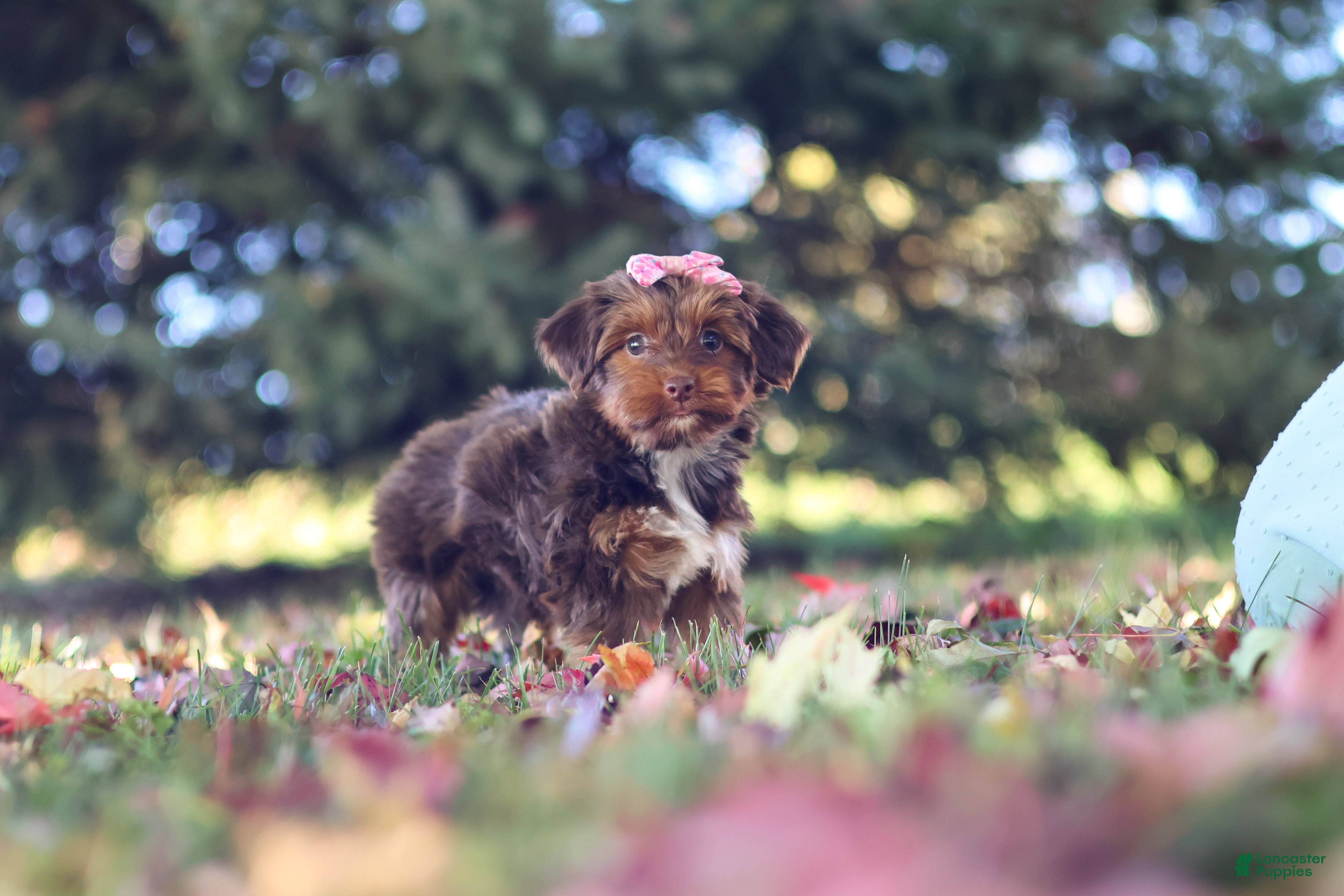 Yorkiepoo dogs for sale: Churro - Ad 1