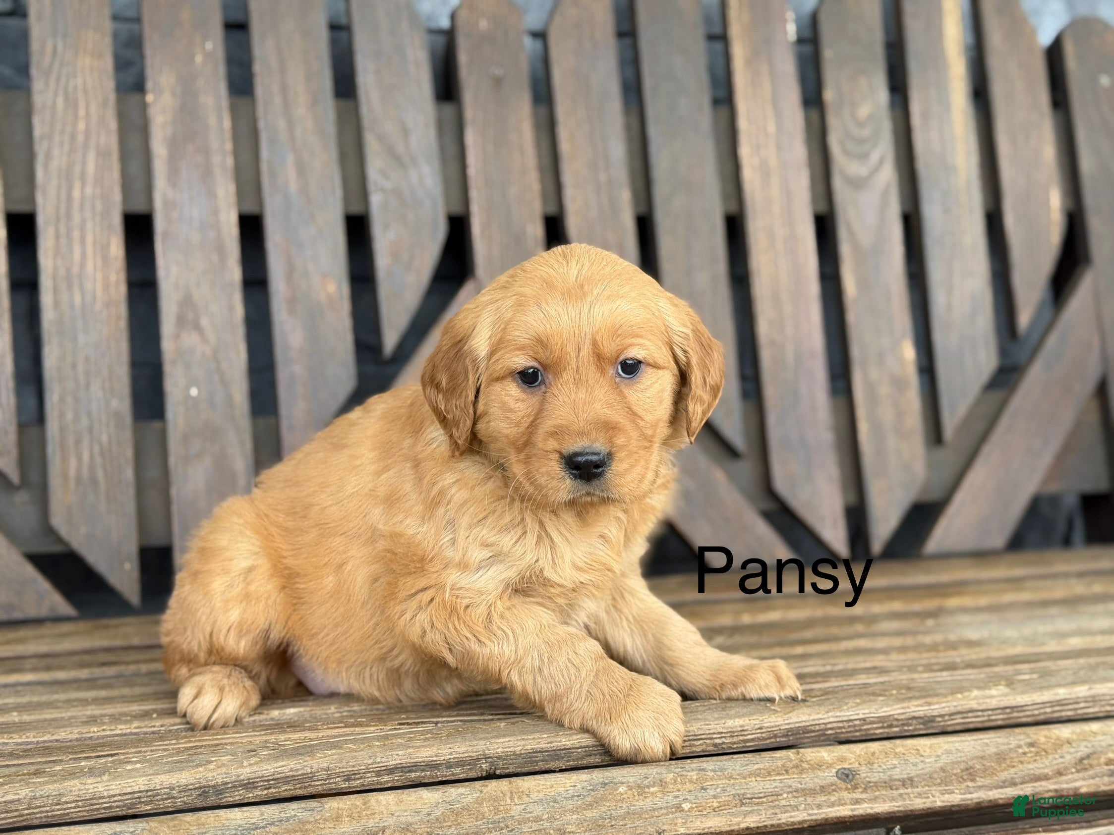 Golden Retriever dogs Pansy - Ad 1