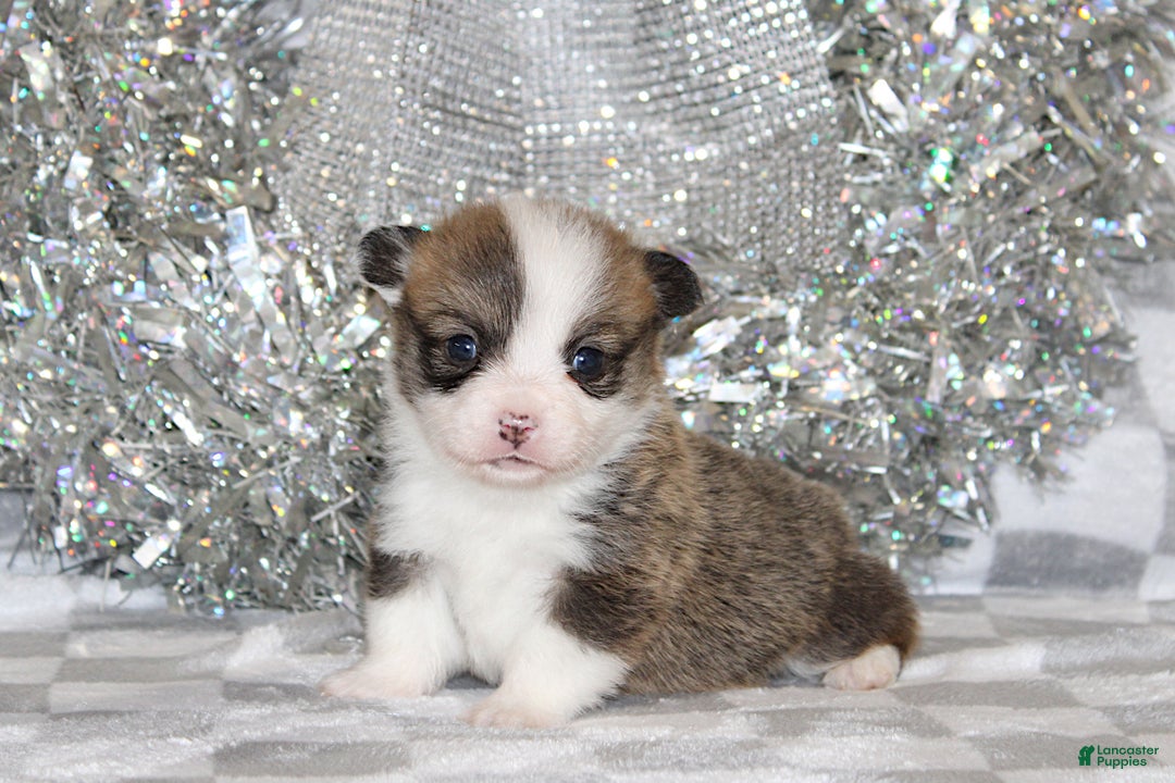 Welsh Corgi Pembroke dogs for sale: Mannie - Ad 1