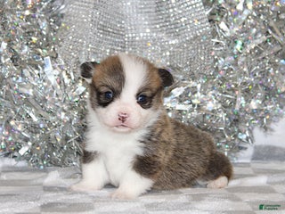 Welsh Corgi Pembroke dogs Mannie - Ad 28