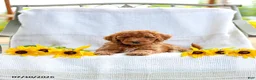Mini Goldendoodle dogs for sale: Julie - Ad 5