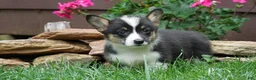 Welsh Corgi Pembroke dogs for sale: Willow - Ad 3
