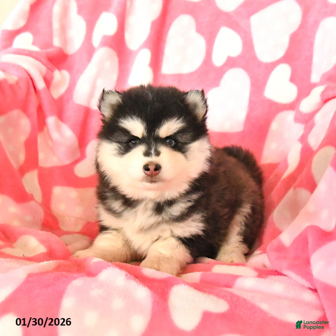 Pomsky dogs for sale: Sasha - Ad 1