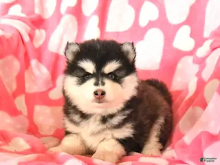 Pomsky dogs Sasha - Ad 6