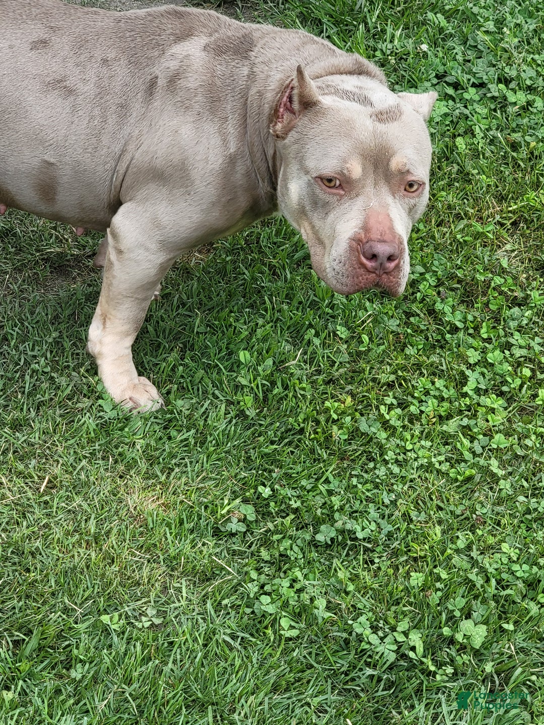 American Bully dogs for sale: American Bully Puppy 1 - Ad 16