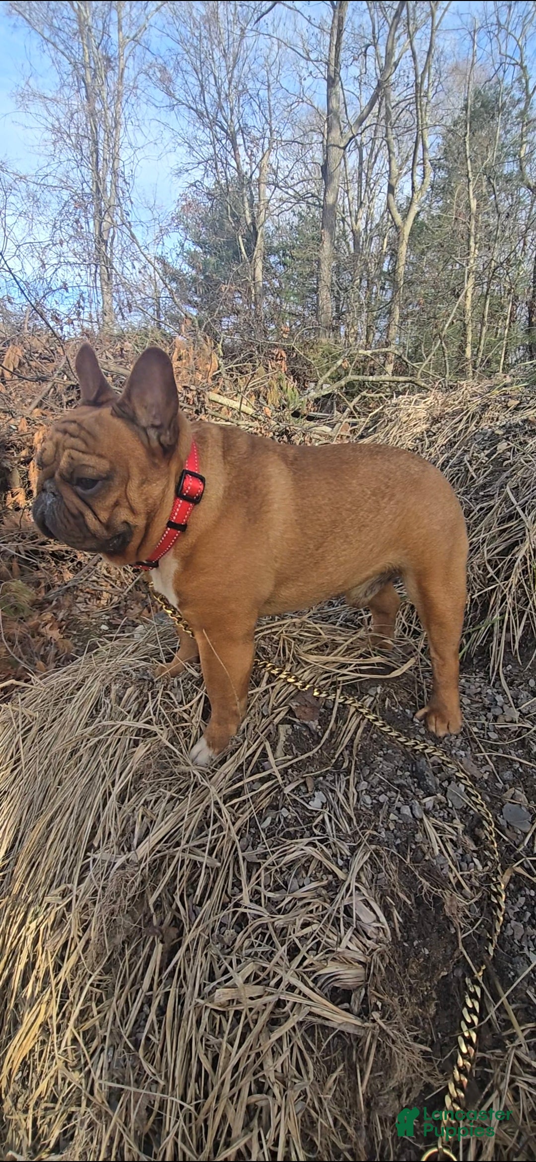 French Bulldog dogs for stud: French Bulldog 1 puppies - Ad 8