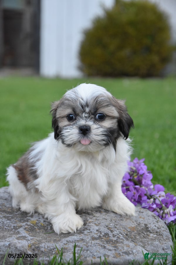 Shih Tzu dogs Greyson - Ad 2