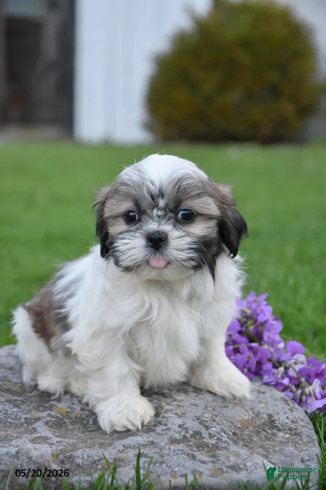 Shih Tzu dogs for sale: Greyson - Ad 2