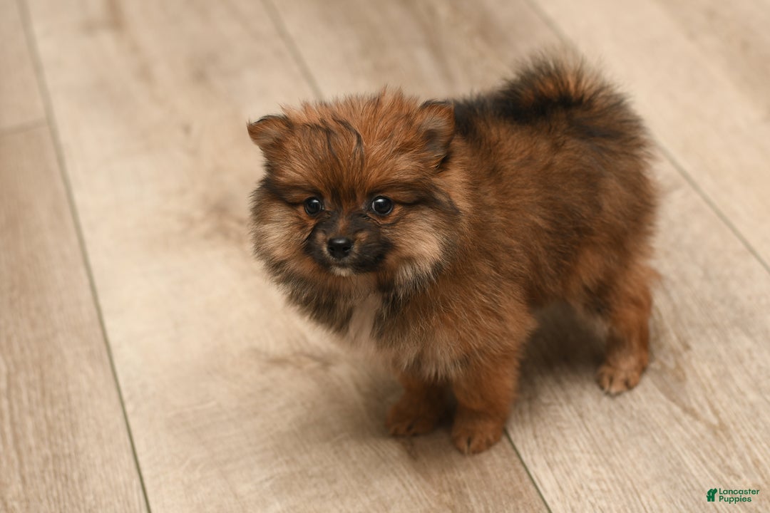 Pomeranian dogs for sale: Holly - Ad 3