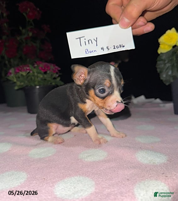 Chihuahua dogs Tiny - Ad 2