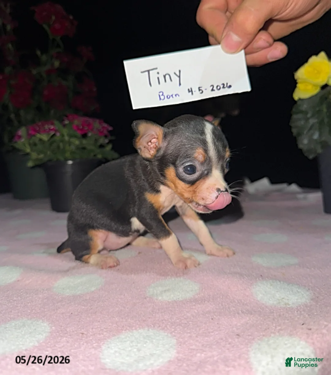 Chihuahua dogs for sale: Tiny - Ad 2