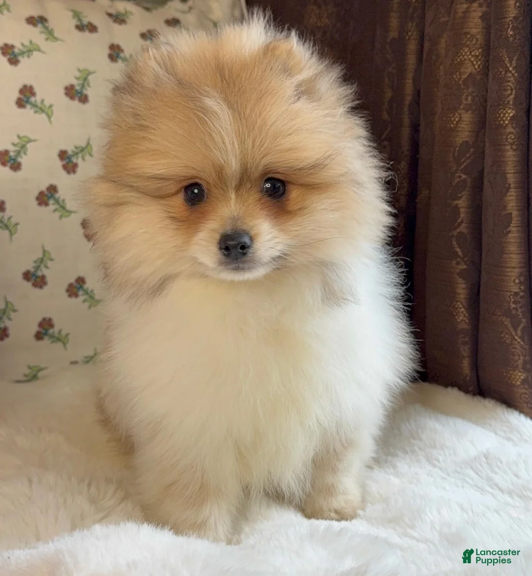 Pomeranian dogs for sale: Pomeranian Puppy Steve - Ad 7