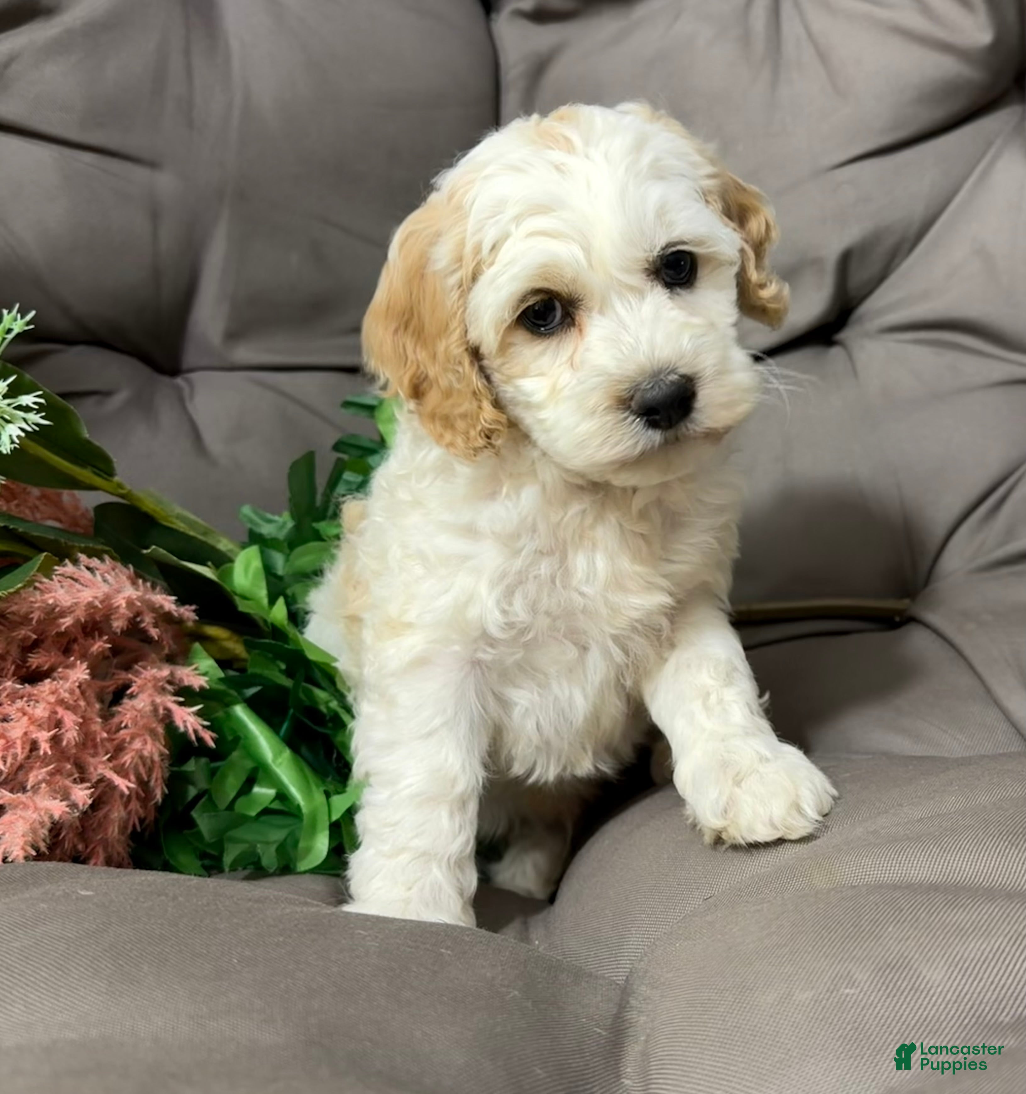 Cockapoo dogs Benji  - Ad 1