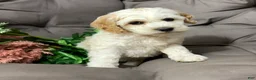 Cockapoo dogs for sale: Benji  - Ad 1