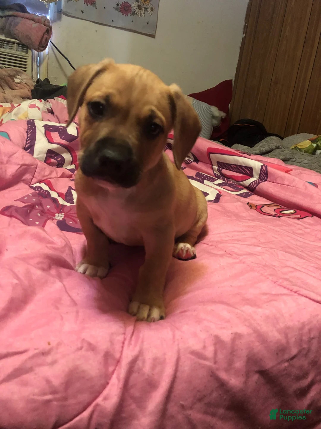 Mixed Breed dogs for sale: Pit wennie - Ad 2