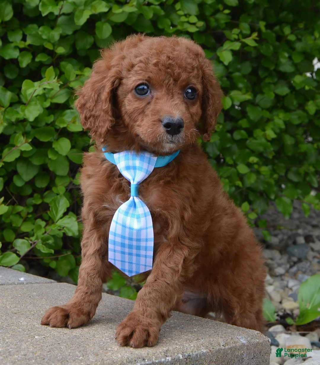 Cavapoo dogs for sale: Caesar - Ad 2