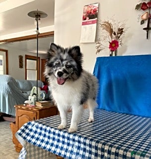 Pomsky dogs Teddy - Ad 1
