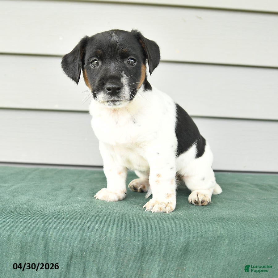 Jack Russell Terrier dogs Fergus - Ad 1