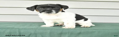 Fergus