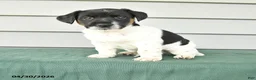 Jack Russell Terrier dogs for sale: Fergus - Ad 1