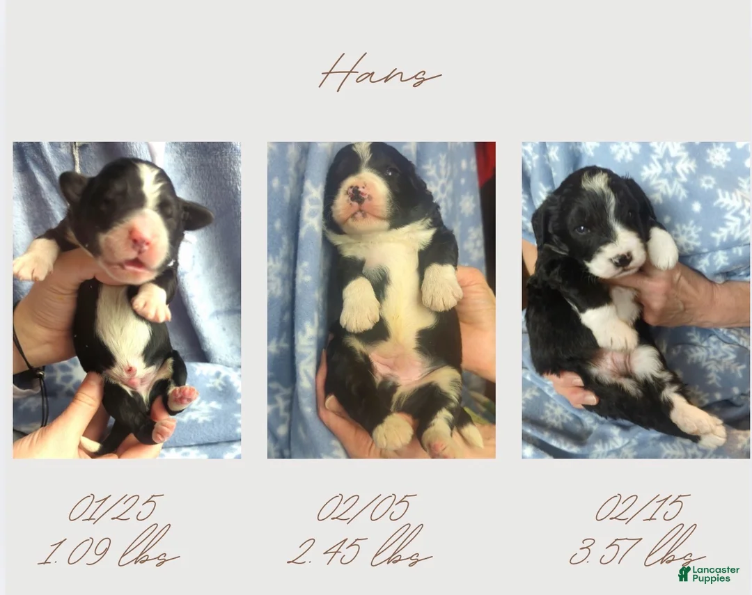 Bernedoodle dogs for sale: Hans - Ad 1