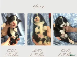 Bernedoodle dogs Hans - Ad 6