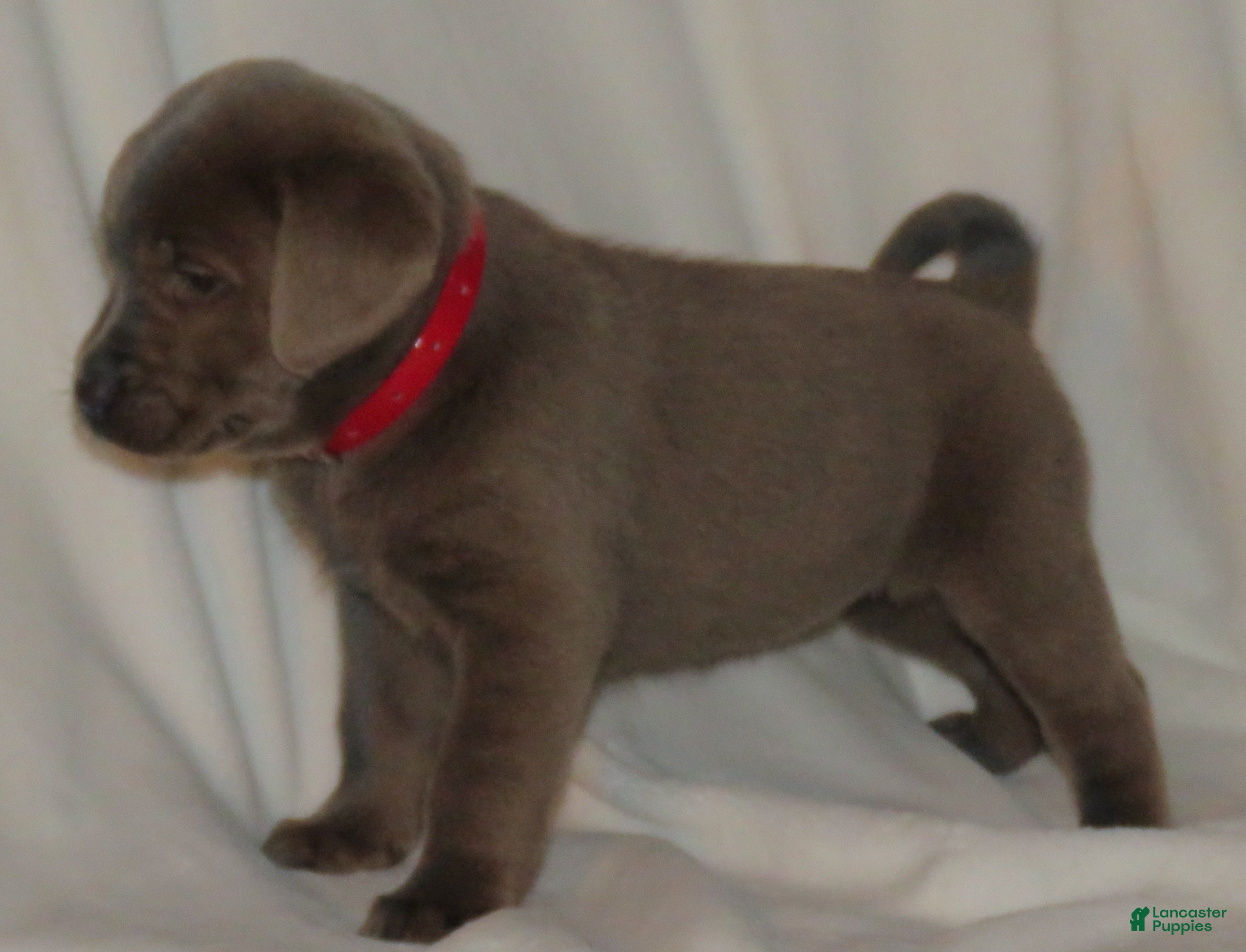 Labrador Retriever dogs Macie - Ad 18