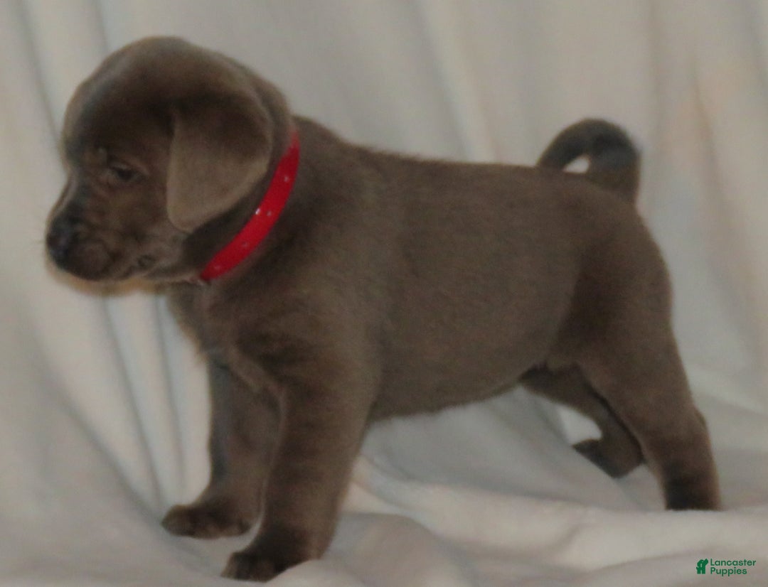 Labrador Retriever dogs for sale: Macie - Ad 1