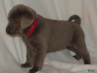 Labrador Retriever dogs Macie - Ad 7